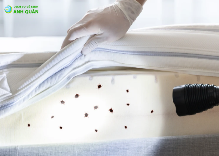 cách diệt rệp trên nệm (5)
