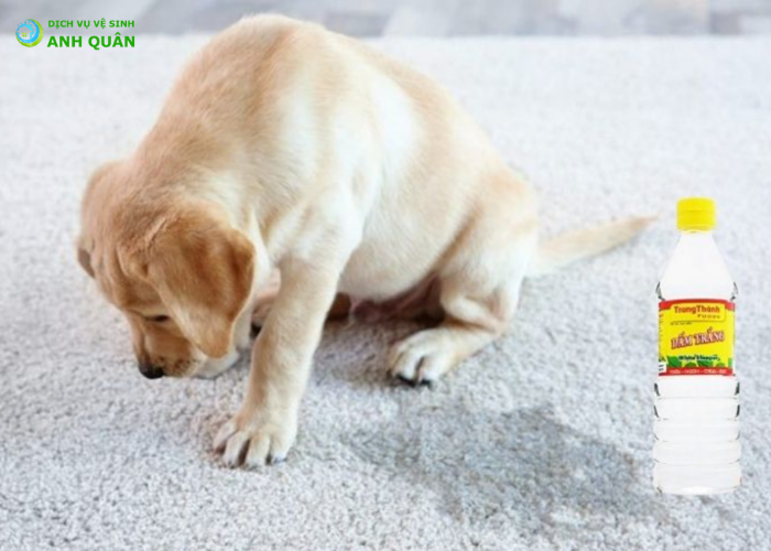 giặt thảm bị chó mèo đi vệ sinh (1)